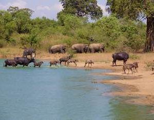animali selvatici nel parco nazionale di udawalawe