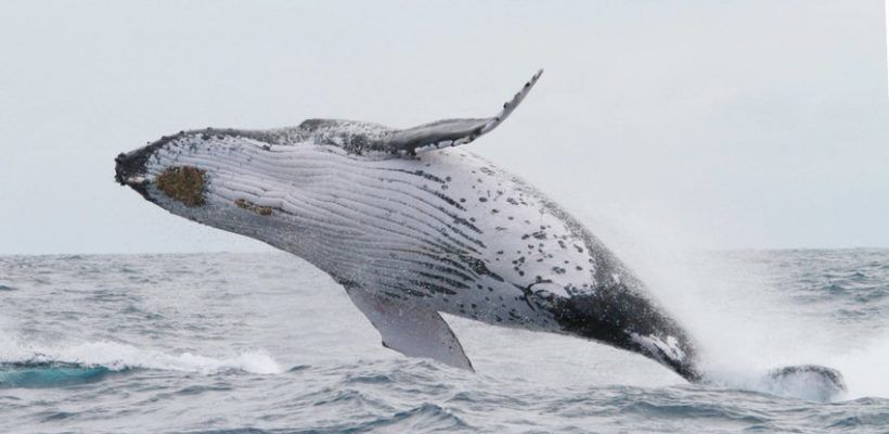 Avvistamento delle Balene in Mirissa
