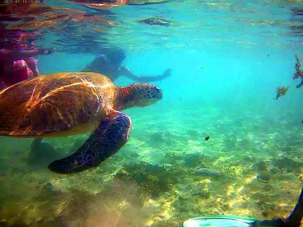Tortugas marinas durante una sesión de buceo