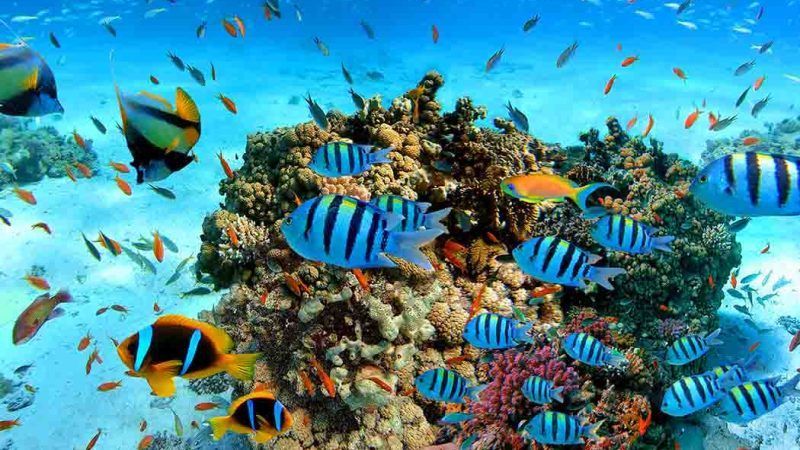Explorando-las-Profundidades-Buceo-en-Sri-Lanka-10