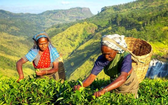 new Sri Lanka en 12 días